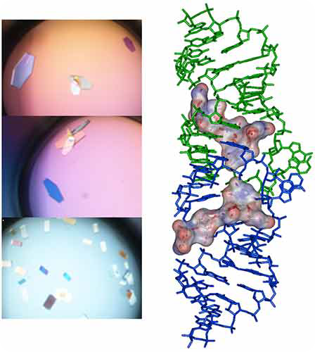 Crystals and X-ray crystal structure of BrU3-DIS kissing-loop complex RNA bound to lividomycin antibiotic