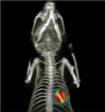 Albira Preclinical PET SPECT CT System