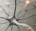 Microglia help protect the spinal cord from age-related damage