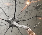 Distant astrocytes found to play a key role in spinal cord repair