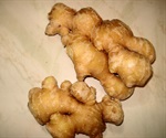 Can ginger increase metabolic rate and improve circulation in the hands and feet?