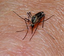 Single-dose malaria treatment using four drugs achieves high cure rates in clinical trial
