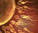 Review reveals how paternal lifestyle shapes sperm epigenetics and offspring health