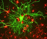 Tau biology expands beyond microtubules to neurodegeneration, metabolism and mental illness