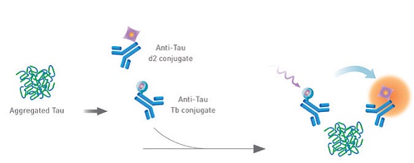 HTRF® tau aggregation assay principle