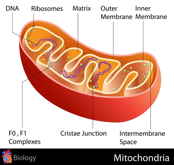 Copyright: snapgalleria via Shutterstock.com - Image ID: 142194019