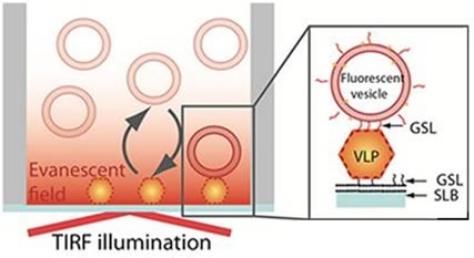 Schematic representation of the sandwich assay setup. The particles are captured onto a bilayer containing 10% H type I glycosphingolipid (GSL) recognizing the VLPs with high specificity. The fluorescence signal is generated TIRF illumination of the sensor-bound rhodamine-labeled vesicles containing 5% H type 1GSL.