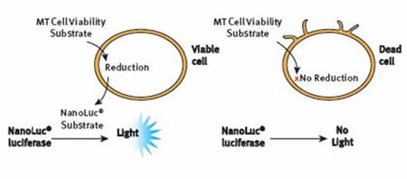 The RealTime-Glo® MT Cell Viability Assay Principle