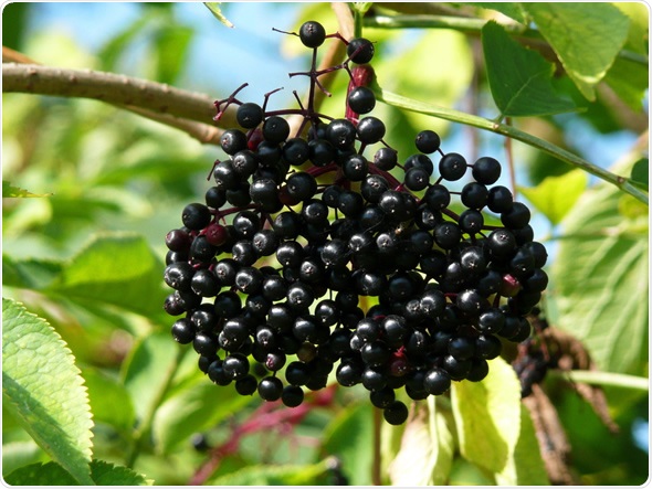 Elderberries