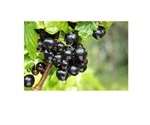 Research highlights remarkable benefits of blackcurrants in sports performance, fat burning, muscle recovery
