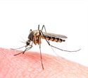 Rwanda confronts a surprising surge in malaria