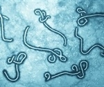 Study shows ssRNA encapsidation results in stabilization of the Ebola virus nucleocapsid