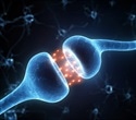 Scientists discover rapid synapse adaptation in neuronal communication