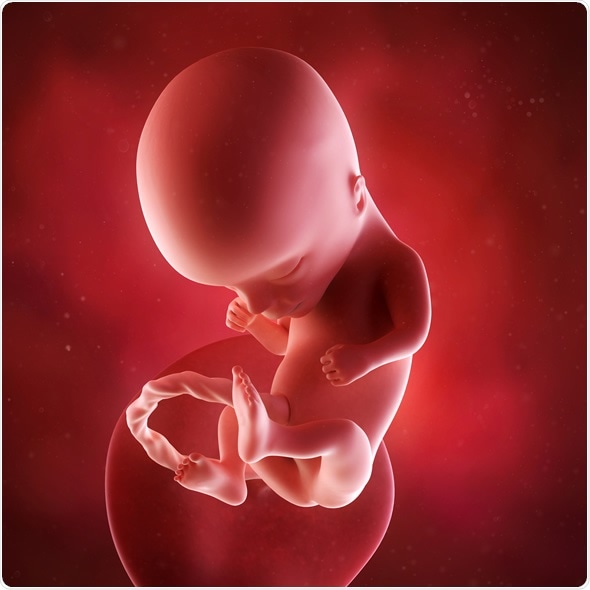 Medical accurate 3d illustration of a fetus week 14. Image Copyright: Sebastian Kaulitzki / Shutterstock