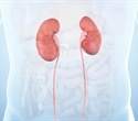 New antibody strategy shows promise for halting cyst growth in polycystic kidney disease