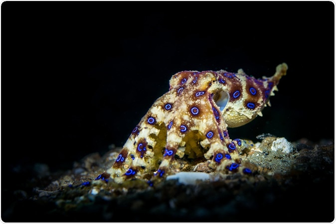 Blue-ringed Octopus (Hapalochlaena sp.) Image Credit: Sascha Janson / Shutterstock