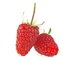 Animal studies examine role of raspberry products in weight management and motor function