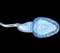 Study uncovers key protein complex controlling sperm motility and male fertility