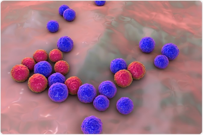 Bacteria Enterococcus on surface of skin or mucous membrane, 3D illustration. Image Credit: Kateryna Kon / Shutterstock