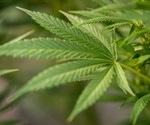 Cannabis use during adolescence linked to greater risk of illegal substance abuse in early adulthood