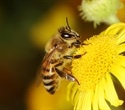 Researchers achieve a promising breakthrough in bee insemination