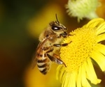 Bee venom may be effective treatment for eczema
