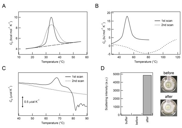 Thermal unfolding and subsequent aggregation of proteins. Panes A and B: Illustration of DSC thermograms of native folding and aggregation. Pane A: The continuous line represents a Cp curve of rmIII-9 observed and the dotted line indicates a best fit of the peak to a single two-state thermal transition (see Figure 5B of Litvinovich et al. [23] for more details). Pane B: First and second heating of ARQ are shown with continuous and dotted lines, respectively (see Figures 3C and 4D of Rezaei et al. for ARQ [25] for more details). Pane C: DSC thermograms of FNR. First and second heat scans are shown with continuous and dotted lines, respectively. Pane D: Top views of test tubes containing FNR sample solutions before (upper) and after (lower) DSC measurements on the right. Light scattering intensities of 25 mM sodium phosphate buffer (pH 7.4) alone, and FNR samples before and after DSC measurements on the left.