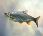 Male fish mutating into females - A toxicological fallout from remnants of human medicines in the ecosystems