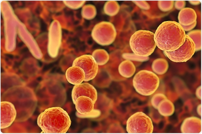 Mycoplasma bacteria, 3D illustration showing small polymorphic bacteria which cause pneumonia, genital and urinary infections Image Credit: Kateryna Kon / Shutterstock