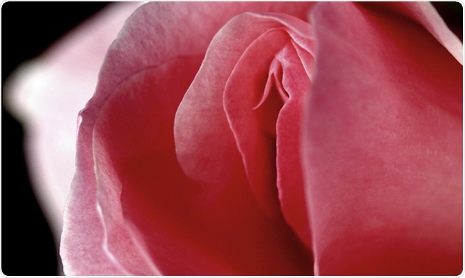 image Credit: Munimara / Shutterstock