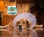 Study identifies ‘caregiver burden’ in owners of severely ill pets