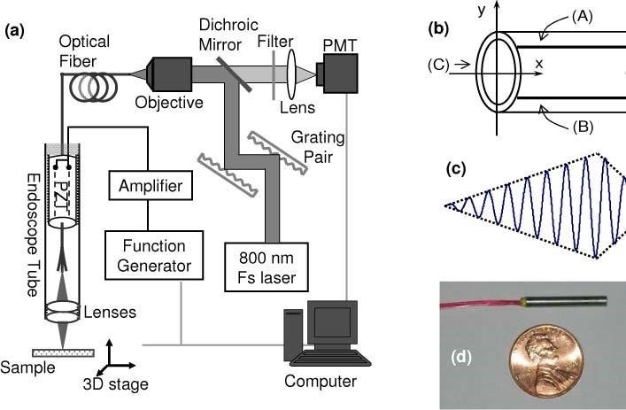 Design of the two-photon excitation fluorescence endoscope. (a) shows the piezo scanner tube; the complete 2 photon probe is shown in (d).