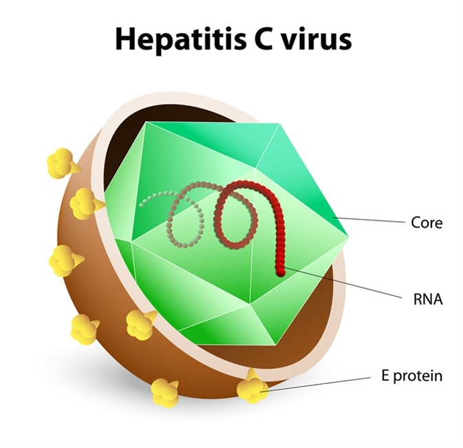 Hepatitis C virus illustration. Image Credit: Designua / Shutterstock