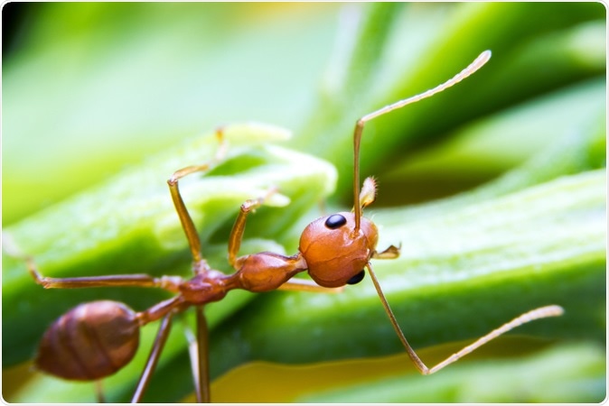 Red fire ant worker. Image Credit: Wnarong Shutterstock