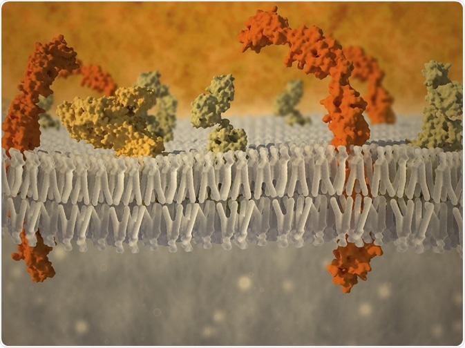 somersault1824/Shutterstock.com