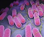 Aztec apocalypse found to be Salmonella outbreak