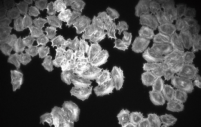 Without Fly-Eye Lens System