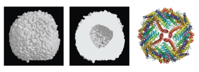 a. ab initio shape reconstruction b. protein structure of apoferritin.