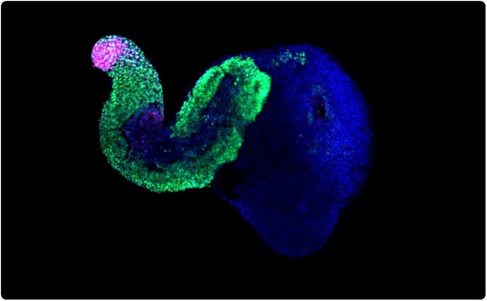 Gatruloid - Mehmet Girgin, EPFL