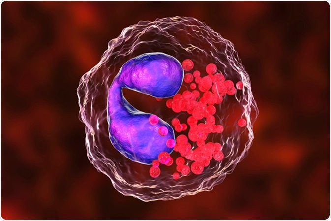 Eosinophil, a white blood cell, 3D illustration. Image Credit: Kateryna Kon / Shutterstock