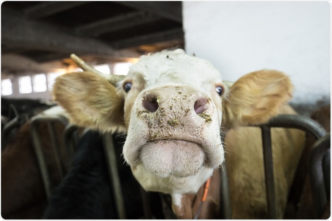 Image Credit: zlikovec / Shutterstock