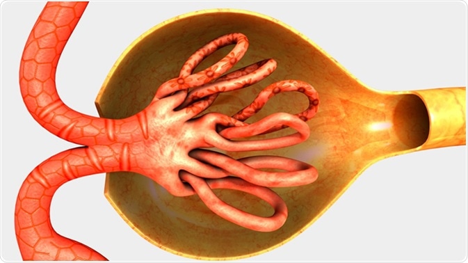 Nephrons 3d illustration. Image Credit: Sciencepics / Shutterstock