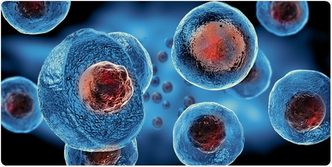 Embryonic stem cells 3d rendering illustration. Image Credit: Giovanni Cancemi / Shutterstock
