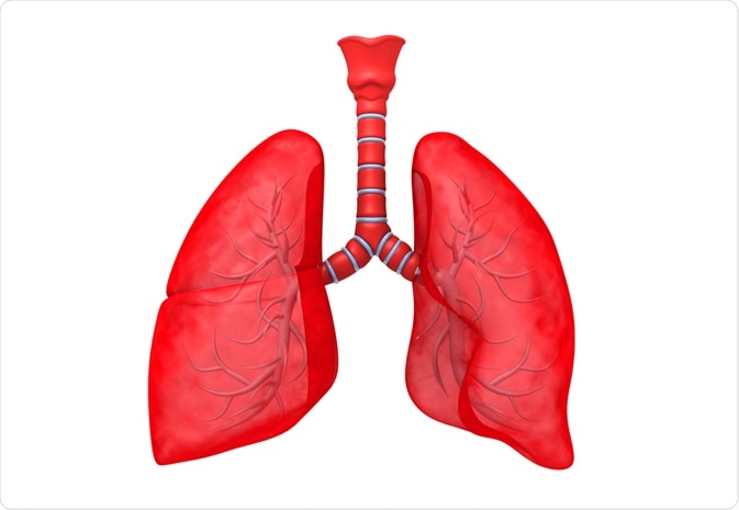 Illustration of the lungs - By Explode