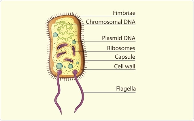 Structure of a prokaryotic cell. By In Art