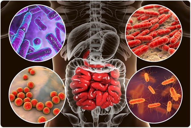 Intestinal microbiome, bacteria colonizing different parts of digestive system, Bifidobacterium, Lactobacillus, Enterococcus and Escherichia coli, 3D illustration. Image Credit: Kateryna Kon / Shutterstock