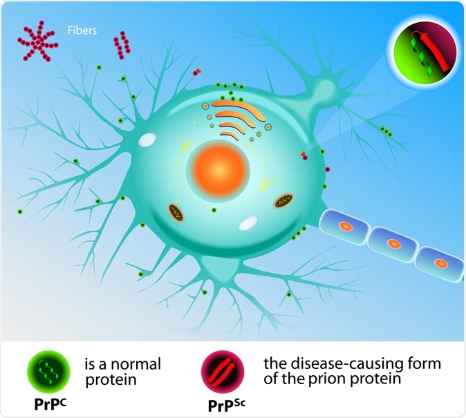 Prion Theory. Mad Cow Disease Prions. Image Credit: Designua / Shutterstock