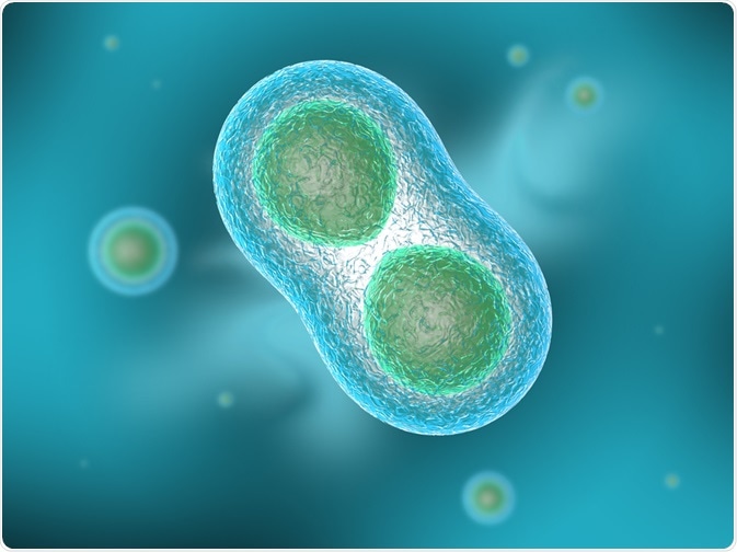 Cell undergoing cytokinesis, the final stage of the cell cycle - By Roberto Piras