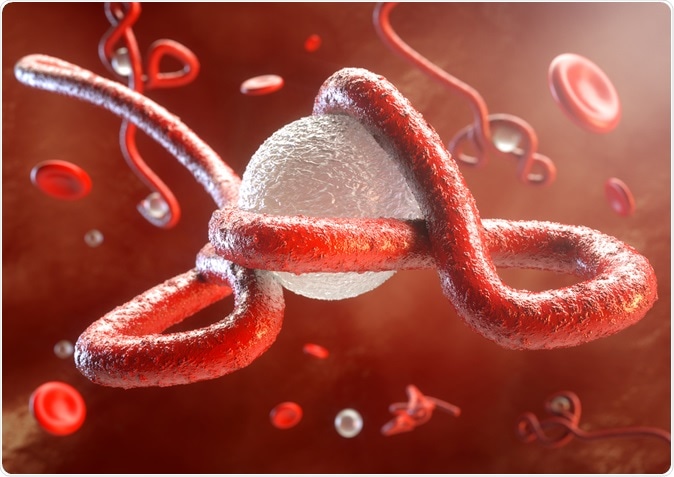 Ebola virus attacks the immune system illustration: Image Credit: Crevis / Shutterstock