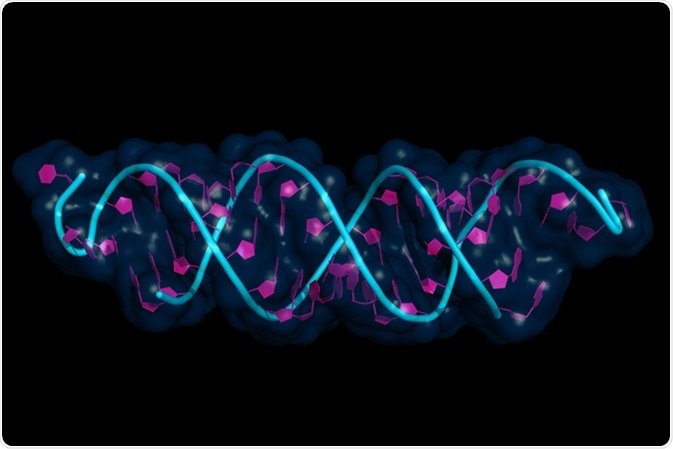 Small interfering RNA bound to a messenger RNA, illustration model with semi-transparent surface. siRNAs are synthetic RNA interference tools used for inducing temporary reduction of mRNA expression. Image Credit: Petarg / Shutterstock